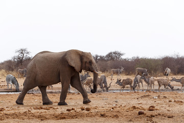 Fototapeta premium African elephants at a waterhole