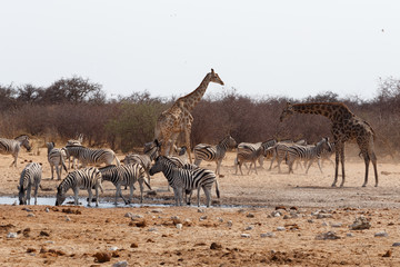 Fototapeta na wymiar Giraffa camelopardalis and zebras drinking on waterhole