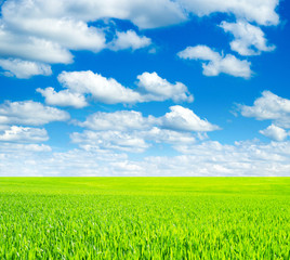 field of grass and perfect sky