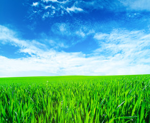 Background image of lush grass field under blue sky