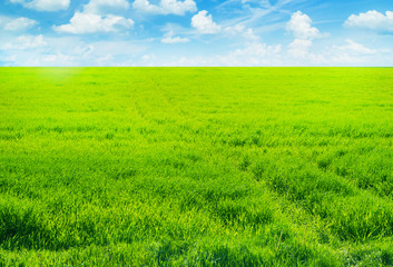 Fototapeta premium Background image of lush grass field under blue sky