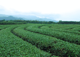 Fototapeta na wymiar Tea plantation after havested