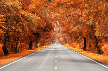 Foto op Plexiglas road with yellow and red leaf, autumn scene © stnazkul
