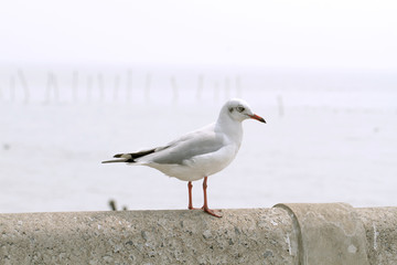 a seagull on the bridge