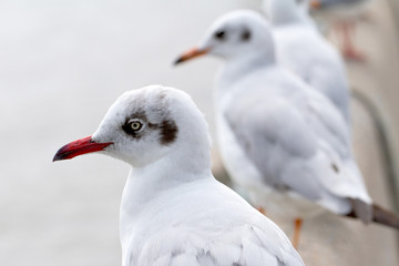 close up seagull