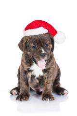 Funny american staffordshire terrier puppy dressed in a christmas hat yawning