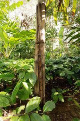Cinnamon tree on Bali, Indonesia