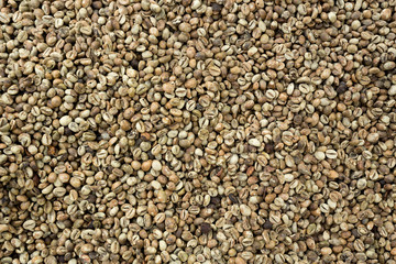 harvested green Coffee Beans