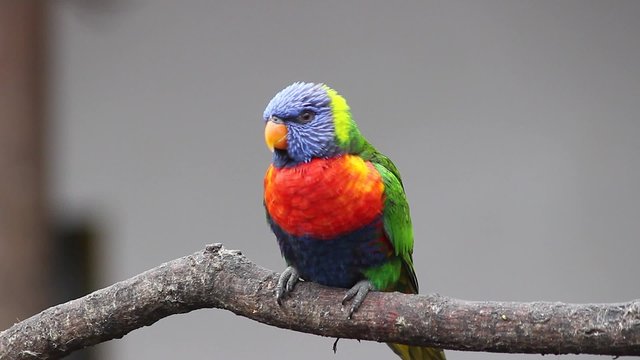 Beautiful Rainbow Lorikeet Parrot