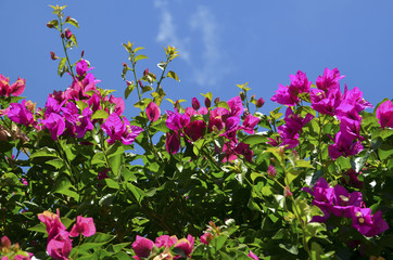Obraz na płótnie Canvas Bougainvillea flowers against blue sky in Tenerife,Canary Islands.