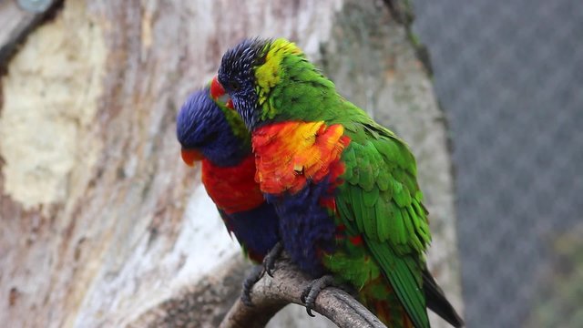 Couple of Rainbow Lorikeet Parrot on Branch