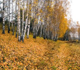 Fototapeta premium Collection of Beautiful Colorful Autumn Leaves / green, yellow,