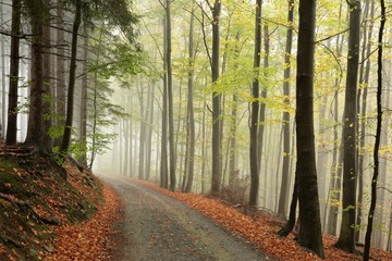 Obraz premium Forest path in foggy autumn weather