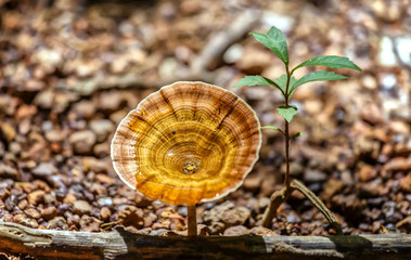 Friendship mushrooms and tree fungi and green plants together have represented the pair in this life. Let's be together when we can