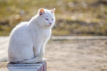 Сидела кошка на крылечке