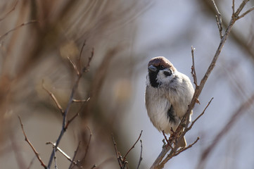 Озябший воробей