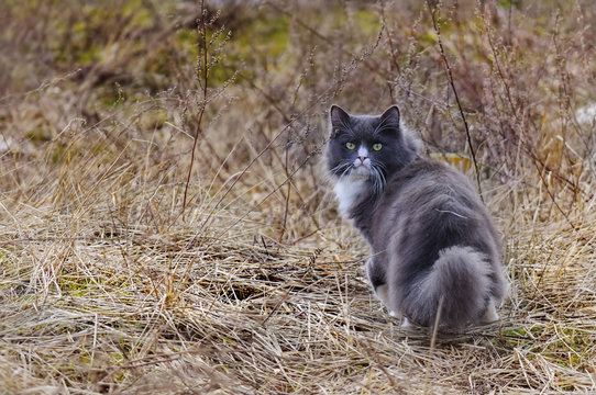 Март месяц в разгаре, коты в ударе