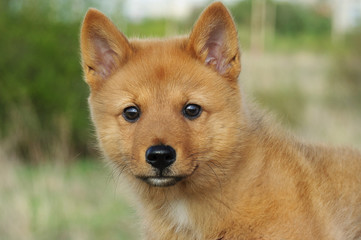 Щенок лайки