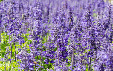 Naklejka premium Purple lavender flowers