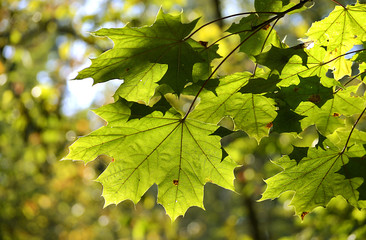 maple leaves
