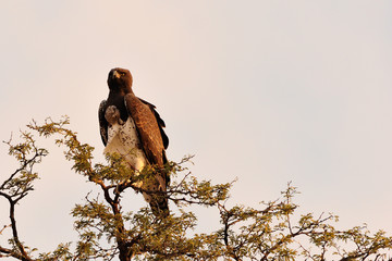 Martial eagle perched in a tree