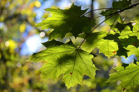 maple leaves