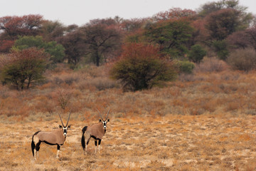 Two gemsboks