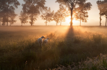 sheep on pasture at misty sunrise
