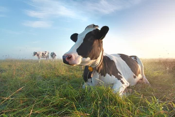 Fototapeten Kuh auf der Weide bei Sonnenaufgang © Olha Rohulya