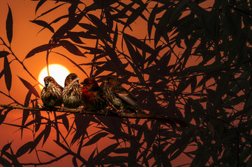 Поседушки на закате