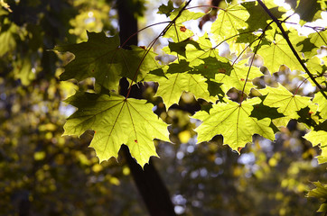 maple leaves