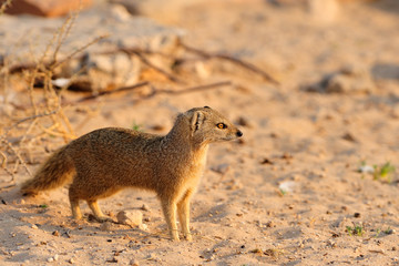 Yellow mongoose