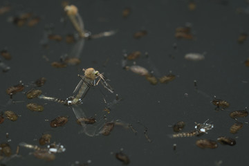 Common house mosquito (Culex pipiens)
