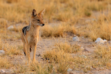 Black-backed jackal standing
