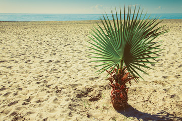 Palm tree on the beach in Alanya Turkey. Toned