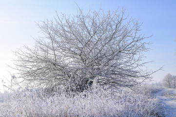 Одинокая дикая груша 