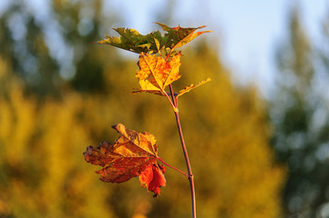 Золотые краски октября