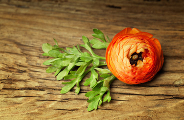 Ranunculus with leaf on vintage wooden background