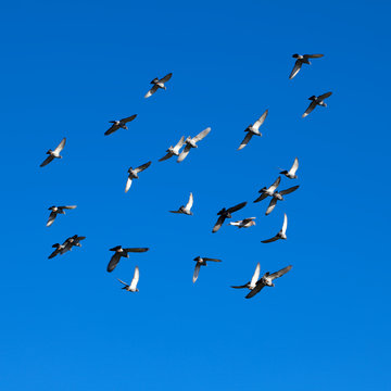 Tamed pigeons flying free in the vivid blue, clear skies
