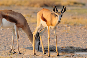 Young springbok at waterhole