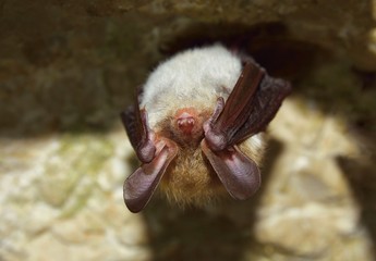 Bechstein's bat (Myotis bechsteinii)