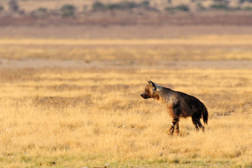 Fototapeta na wymiar Brown hyaena walking across the plain