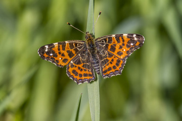 Landkärtchen (Araschnia levana)