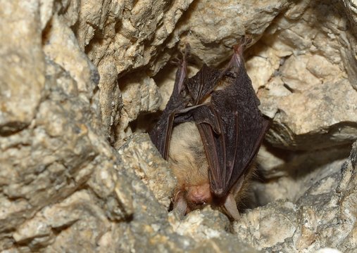 Lesser mouse-eared bat (Myotis blythii)