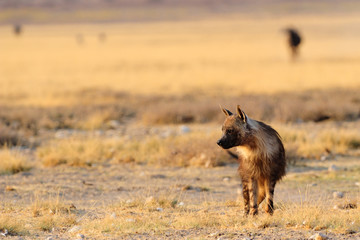 Brown hyaena standing