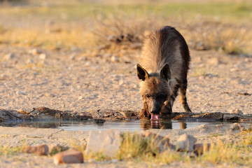 Brown hyaena drinking