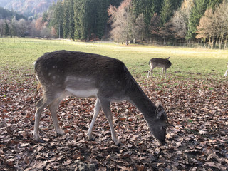 Rotwild © Mathias Karner