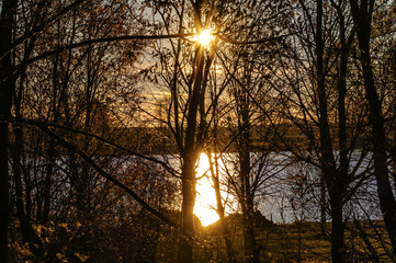 Лучи сквозь ветви продирались