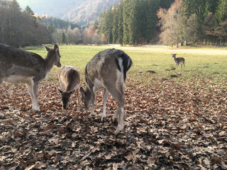 Rotwild © Mathias Karner