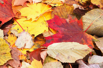 Naklejka na ściany i meble Fallen autumn leaves in the park